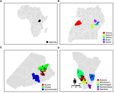 A Mix of Old British and Modern European Breeds: Genomic Prediction of Breed Composition of Smallholder Pigs in Uganda